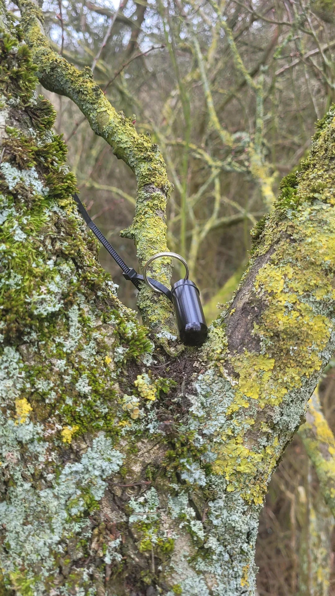 Geocache bison tibe on tree while geoaching GIANT bison tube